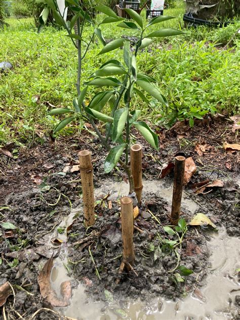 種樹間距|量身打造多元果樹種植方案共15株果樹 《 種果樹苗 《。